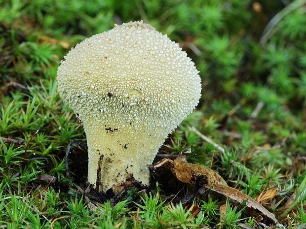 prášnica bradavičnatá Lycoperdon perlatum Pers.