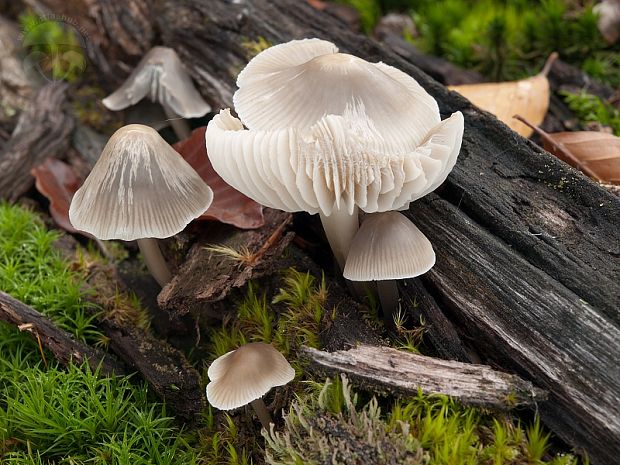 prilbička ružovolupeňová Mycena galericulata (Scop.) Gray