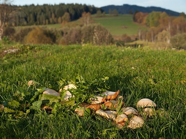 zrnuľa zlatá Phaeolepiota aurea (Matt.) Maire