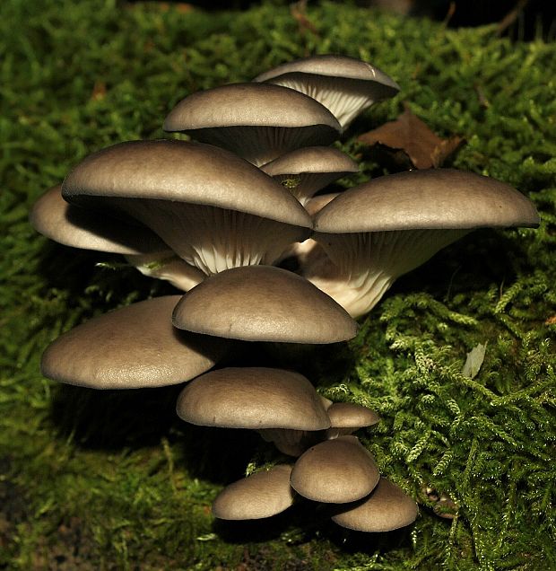 hliva ustricovitá Pleurotus ostreatus (Jacq.) P. Kumm.