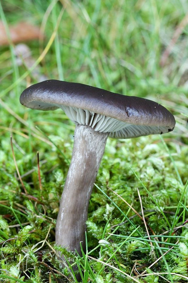 strmulica čiaškovitá Pseudoclitocybe cyathiformis (Bull.) Singer