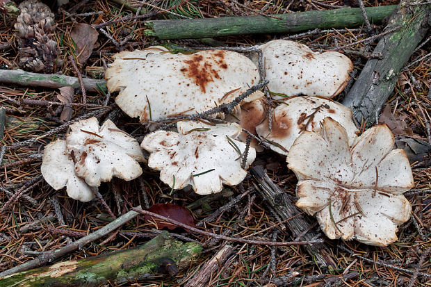 peniazovka škvrnitá Rhodocollybia maculata (Alb. & Schwein.) Singer