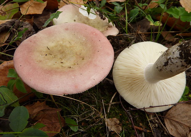 plávka štíhla Russula cf. gracillima Jul. Schäff.