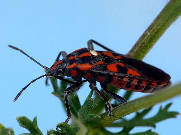 behavka skalná Spilostethus saxatilis Scopoli, 1763