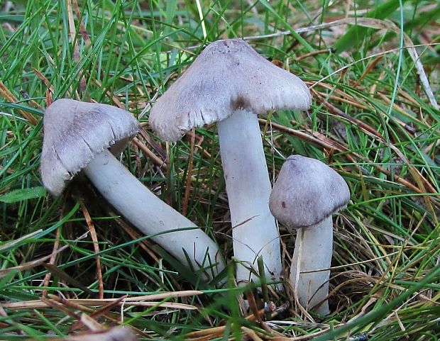 čírovka zemná Tricholoma terreum (Schaeff.) P. Kumm.