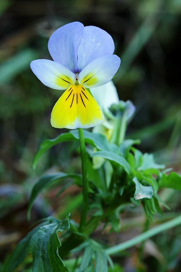 fialka trojfarebná Viola tricolor L. emend. F. W. Schmidt