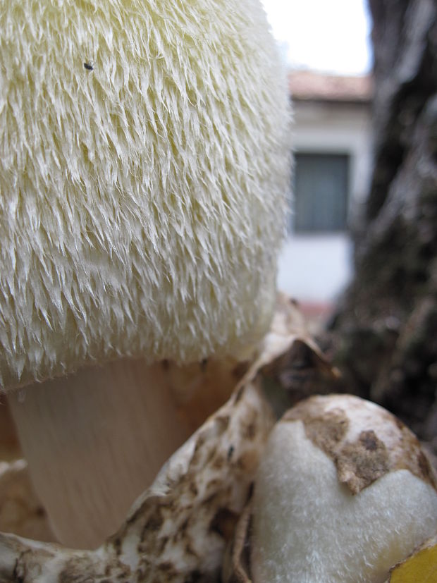 pošvovec stromový/kukmák bělovlnný Volvariella bombycina (Schaeff.) Singer