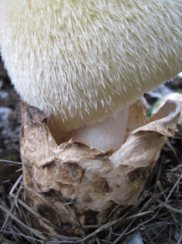 pošvovec stromový/kukmák bělovlnný Volvariella bombycina (Schaeff.) Singer