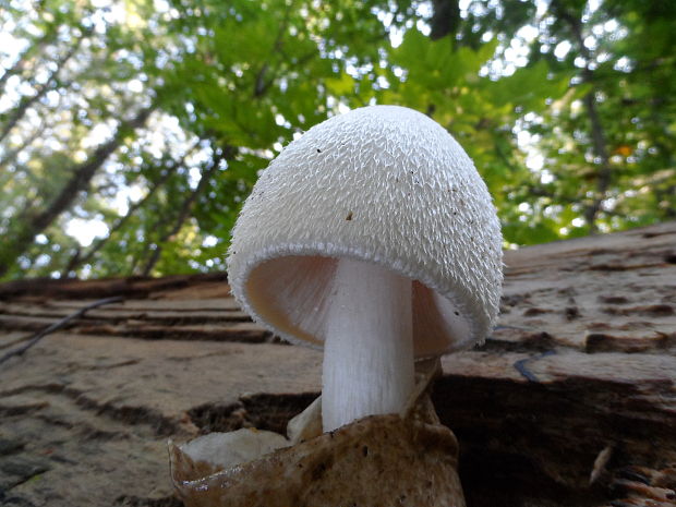 pošvovec stromový Volvariella bombycina (Schaeff.) Singer