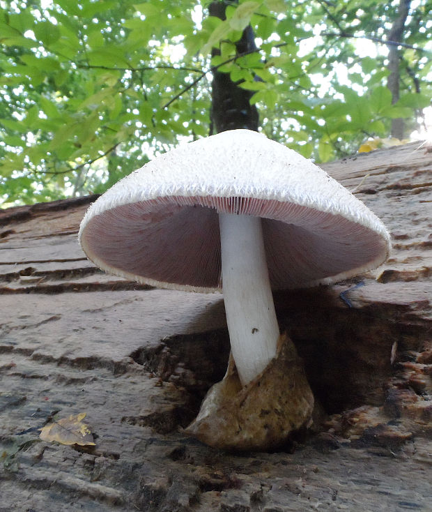 pošvovec stromový Volvariella bombycina (Schaeff.) Singer