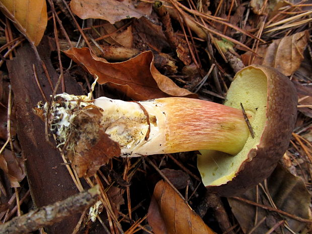 suchohríb zamatový Xerocomellus pruinatus (Fr.) Šutara