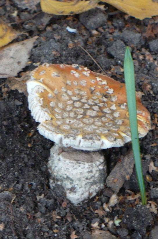 muchotrávka červená Amanita muscaria (L.) Lam.