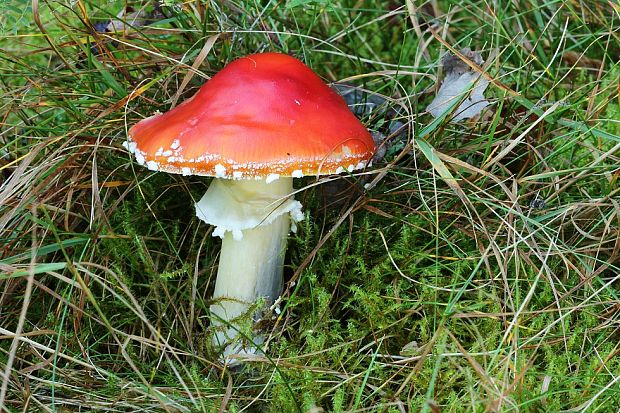 muchotrávka červená Amanita muscaria (L.) Lam.