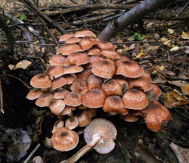 podpňovka obyčajná  Armillaria mellea (Vahl) P. Kumm.