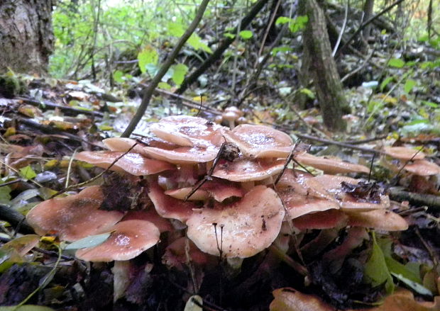 podpňovka obyčajná Armillaria mellea (Vahl) P. Kumm.