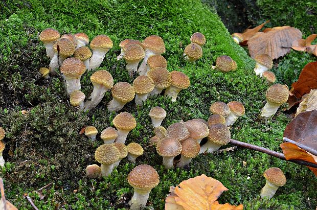 podpňovka obyčajná Armillaria mellea (Vahl) P. Kumm.