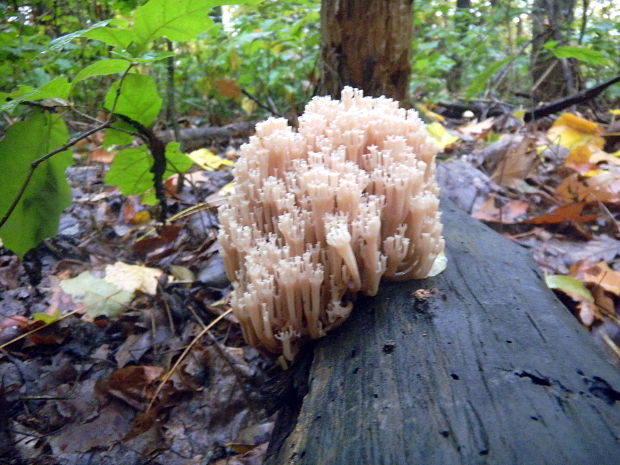 korunovec svietnikovitý Artomyces pyxidatus (Pers.) Jülich