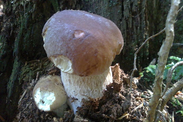 hríb smrekový Boletus edulis Bull.