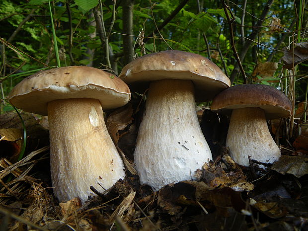 hríb smrekový Boletus edulis Bull.