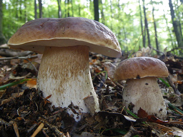 hríb smrekový Boletus edulis Bull.