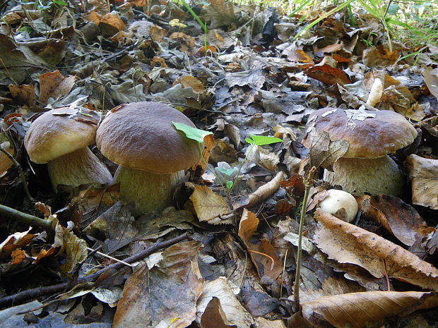 hríb smrekový Boletus edulis Bull.