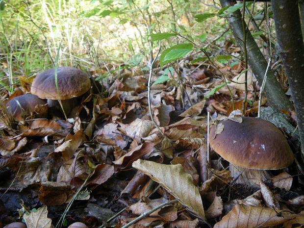 hríb smrekový Boletus edulis Bull.