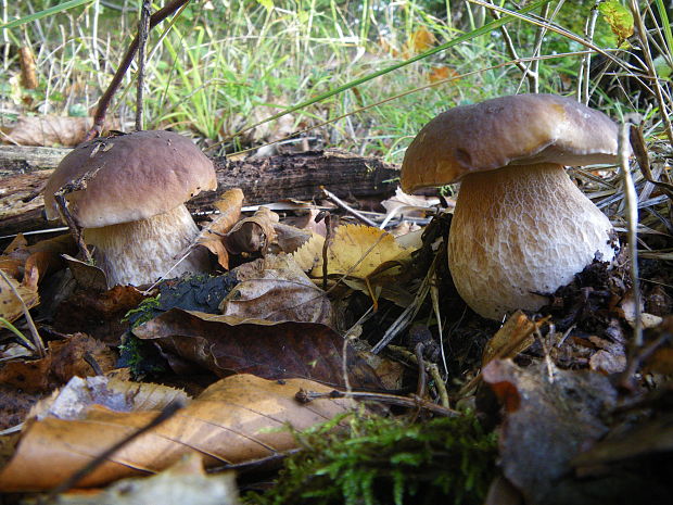 hríb smrekový Boletus edulis Bull.