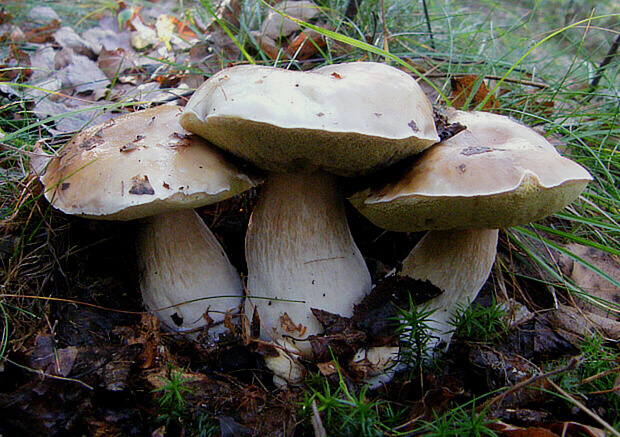 hríb smrekový Boletus edulis Bull.