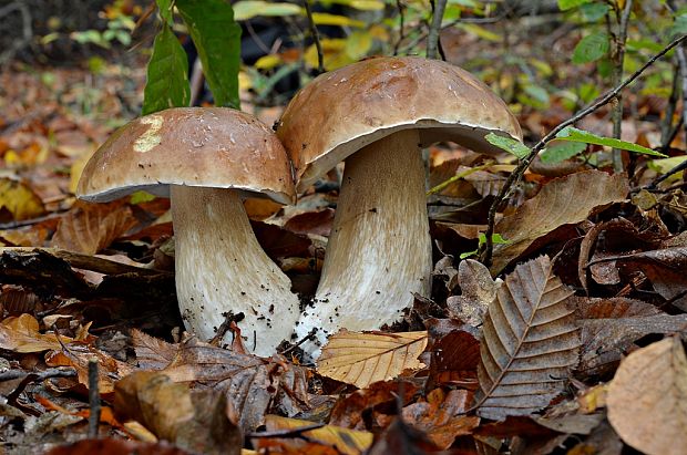 hríb smrekový Boletus edulis Bull.