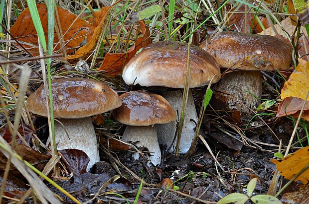 hríb smrekový Boletus edulis Bull.