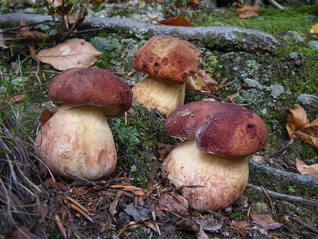 hríb sosnový Boletus pinophilus Pil. et Dermek in Pil.