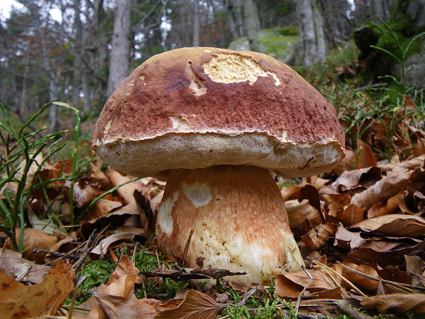 hríb sosnový Boletus pinophilus Pil. et Dermek in Pil.