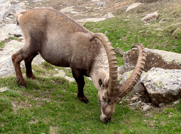 kozorožec horský  Capra ibex