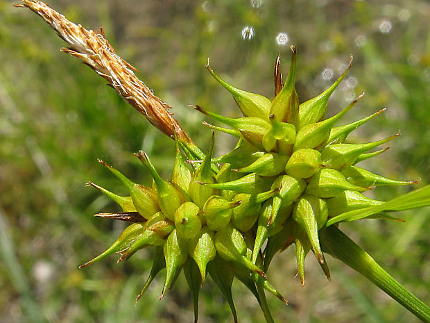 ostrica žltá Carex flava L.