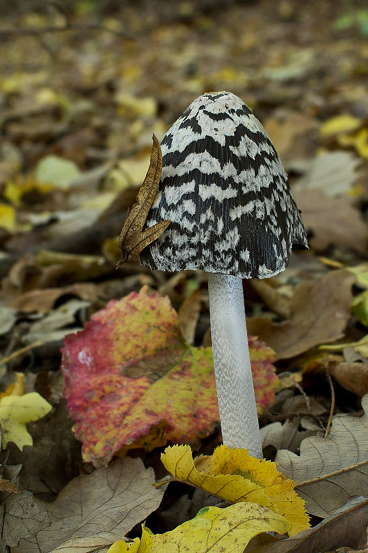 hnojník strakatý Coprinopsis picacea (Bull.) Redhead, Vilgalys & Moncalvo