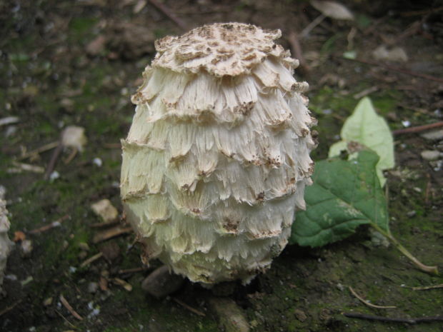 hnojník obyčajný Coprinus comatus (O.F. Müll.) Pers.