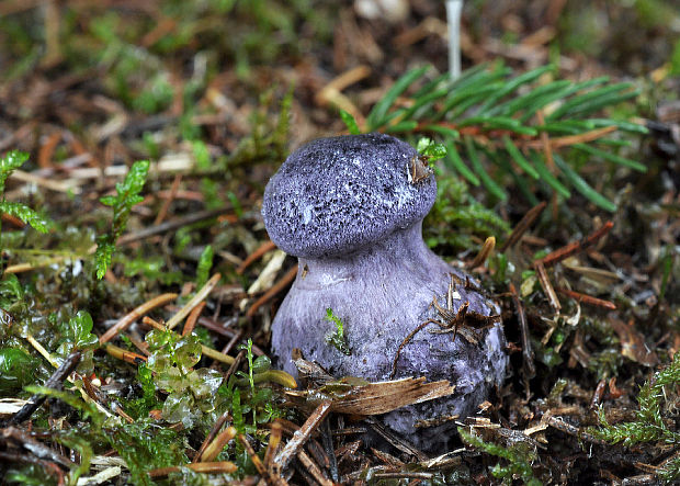 pavučinovec hercýnsky Cortinarius hercynicus (Pers.) M.M. Moser