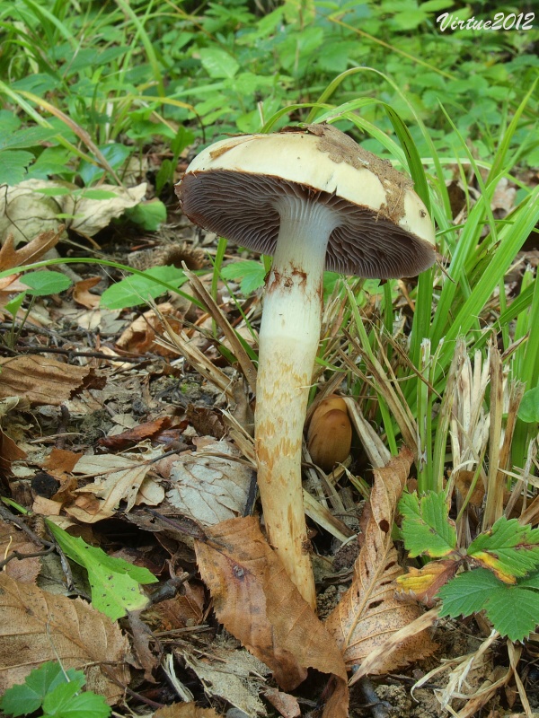 pavučinovec mazľavý Cortinarius trivialis J.E. Lange