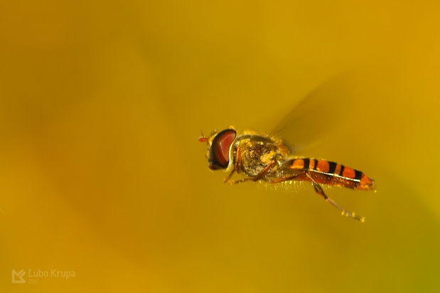 pestrica pruhovaná Episyrphus balteatus