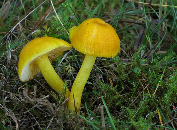 lúčnica vosková Hygrocybe ceracea (Wulfen) P. Kumm.