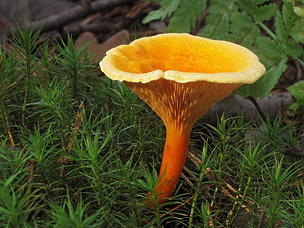 líška oranžová Hygrophoropsis aurantiaca (Wulfen) Maire