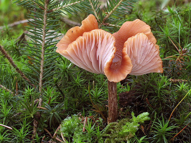 lakovka Laccaria sp.