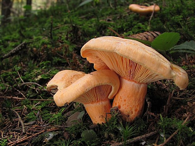 rýdzik lososovoružový Lactarius salmonicolor R. Heim & Leclair