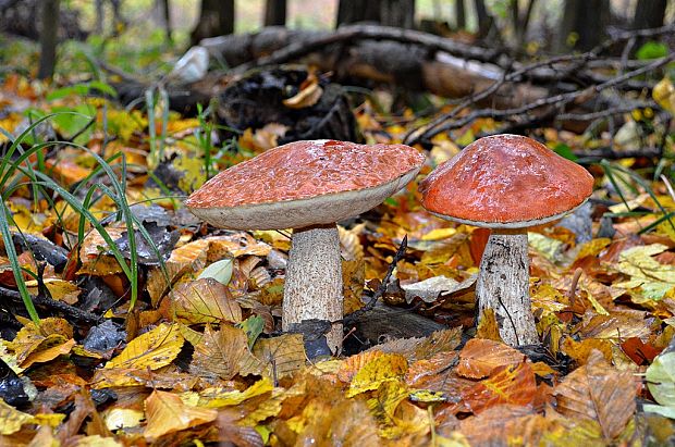 kozák osikový Leccinum albostipitatum den Bakker & Noordel.