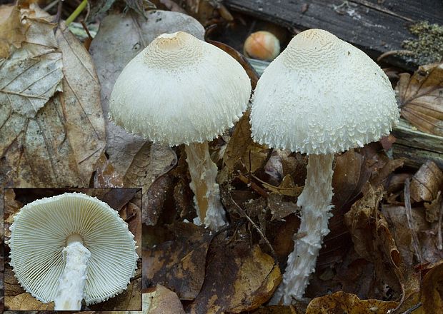 bedlička vlnatá Lepiota clypeolaria (Bull.) P. Kumm.