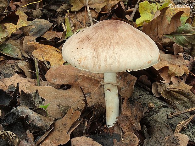 bedlica Badhamova Leucocoprinus badhamii (Berk. & Broome) Locq.