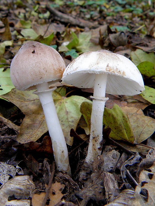 bedlica Badhamova Leucocoprinus badhamii (Berk. & Broome) Locq.