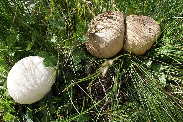 prášnica Lycoperdon sp.