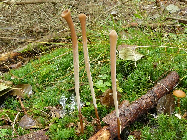 kyjovka rúrkovitá Macrotyphula fistulosa (Holmsk.) R.H. Petersen