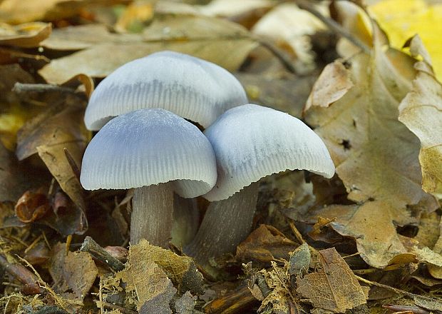 prilbička reďkovková Mycena pura (Pers.) P. Kumm.